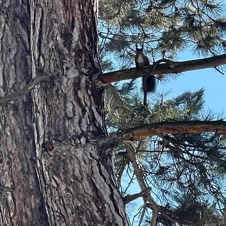 Nikol Deluxe Apartment *