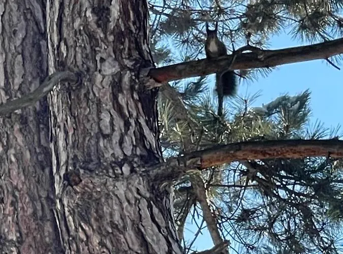 Nikol Deluxe Apartment *